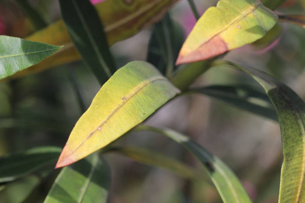 Oleander mit gelben Blättern