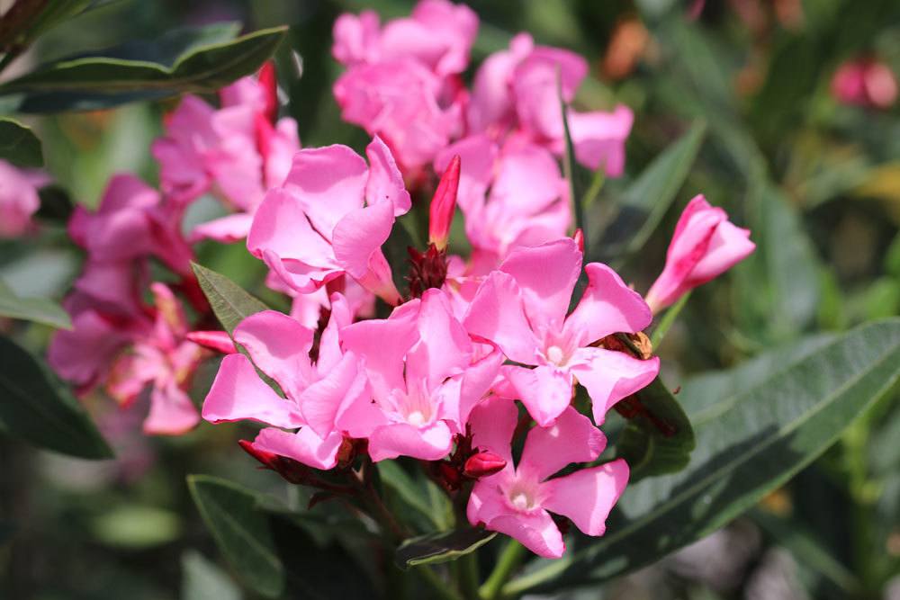 Oleander mit vielen kleinen rosa Blüten