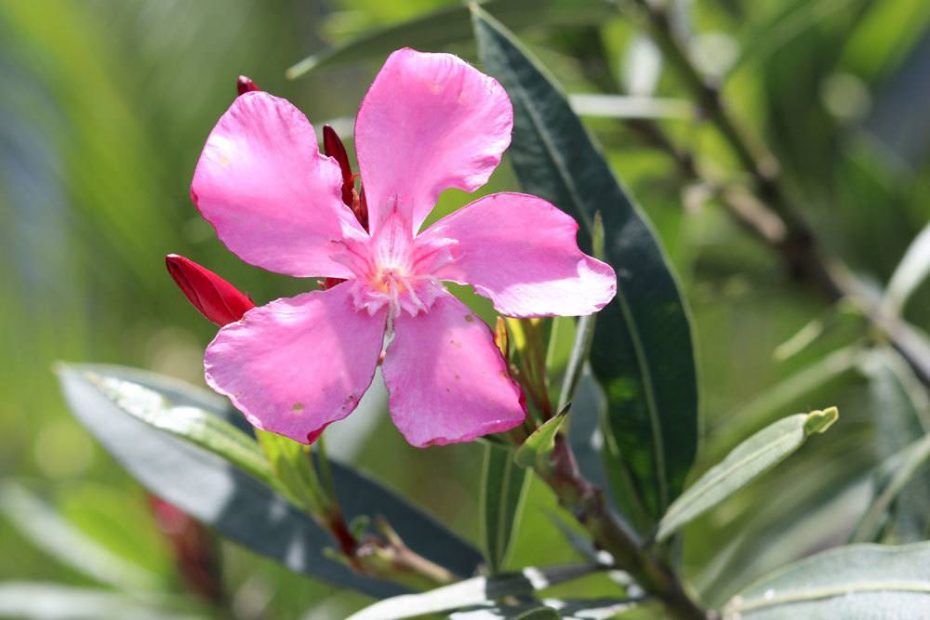 Oleander Gelbe Blätter Zu Viel Wasser Oleander hat gelbe Blätter - 10 Pflege-Tipps