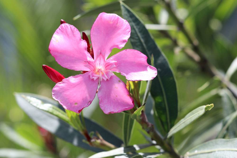 Oleander mit rosafarbener Blüte