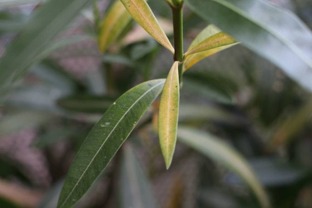 gelbe Blätter am Oleander können unterschiedliche Ursachen haben