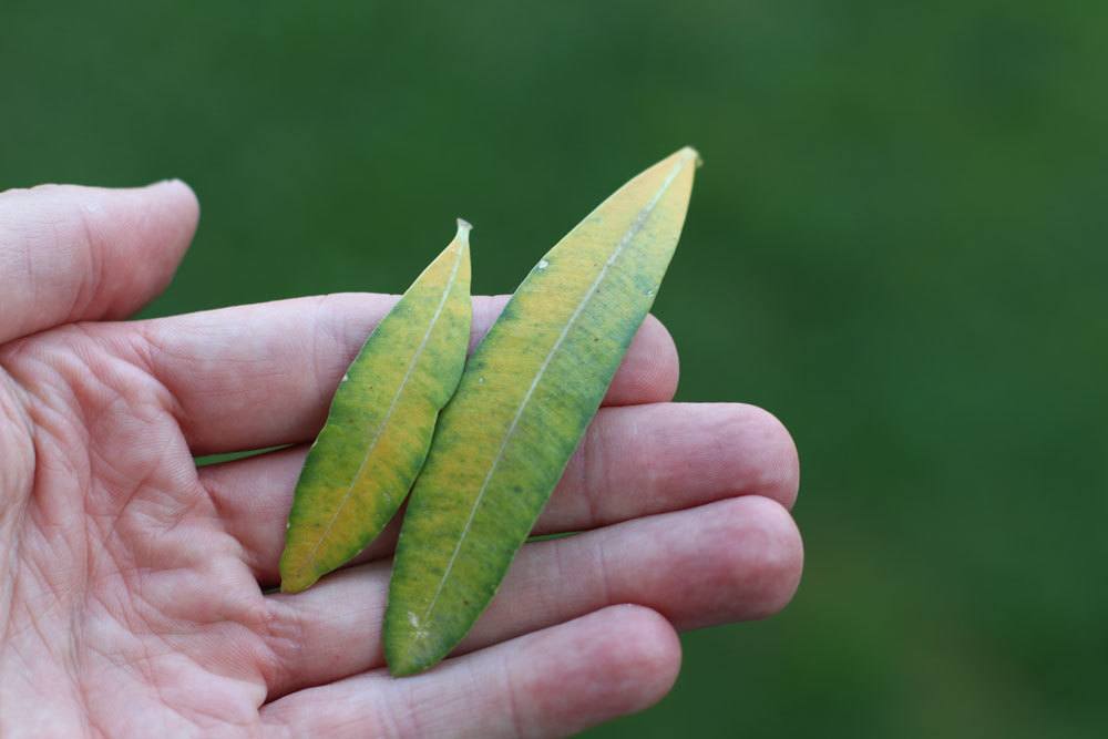 gelbe Blätter von einem Oleander