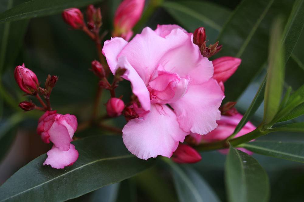 Oleander mit rosa Blüte und Blütenknospen