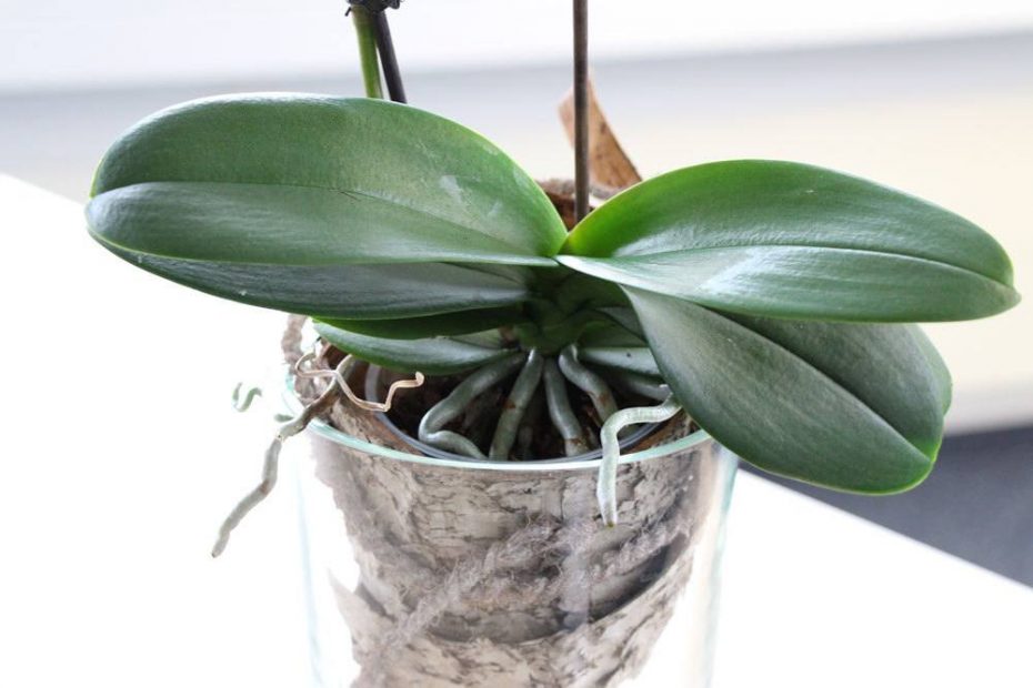 Orchideen Ohne Erde Im Glas Pflegen Orchideen im Glas halten - Pflege von Orchideen ohne Erde