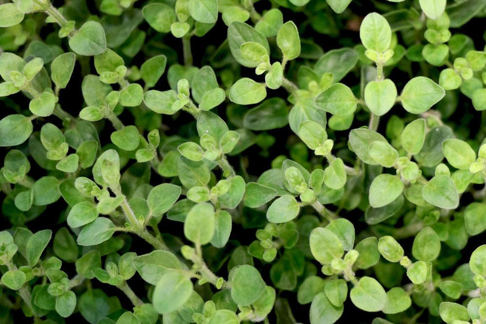 Oregano Origanum vulgare