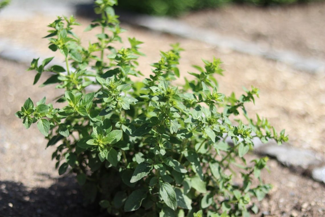 Oregano in der Sonne