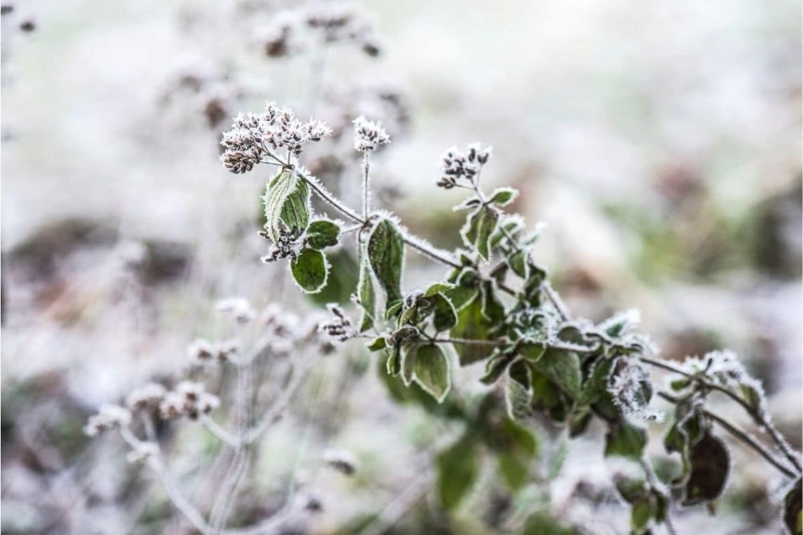 Oregano im Winter