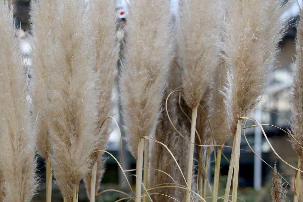 Pampasgrashalme im Winter richtig schützen