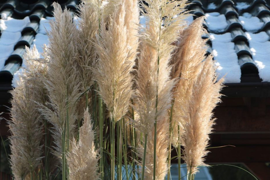 Pampasgras überwintern im Topf und Garten so gelingt es