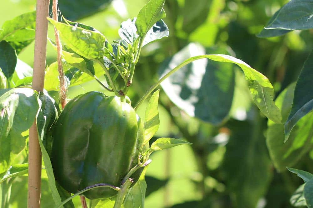 Paprika-Pflanzen können ungefähr Anfang März wieder nach Draußen