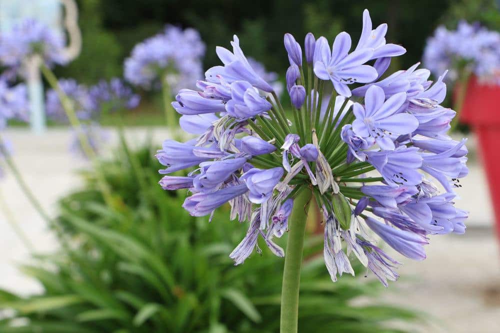 Schmucklilie (Agapanthus)