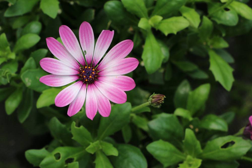 Kapkörbchen (Osteospermum)