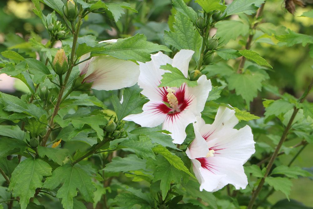 Garteneibisch, Roseneibisch, Hibiscus syriacus