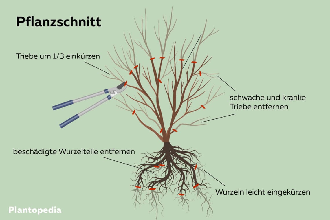 Pflanzschnitt eines Strauches