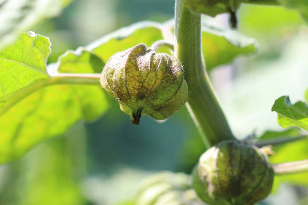 Physalis während der Überwinterung richtig pflegen