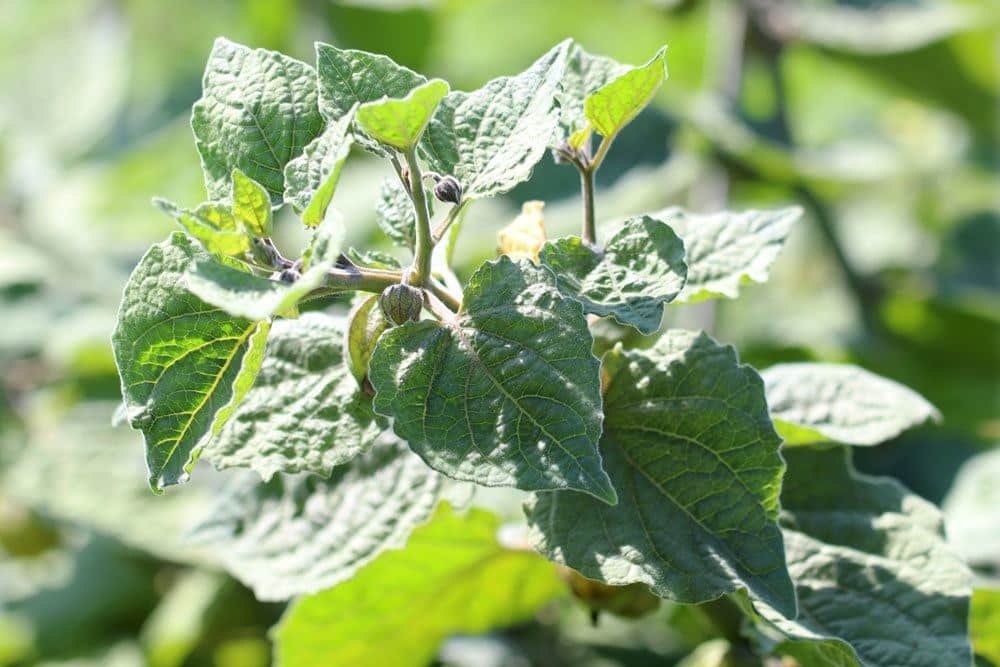 Physalis kann mit dem richtigen Schutz auch im Freien überwintert werden