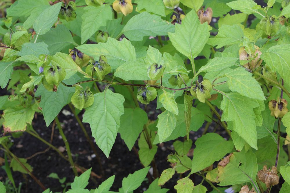 Physalis im richtigen Winterquartier überwintern