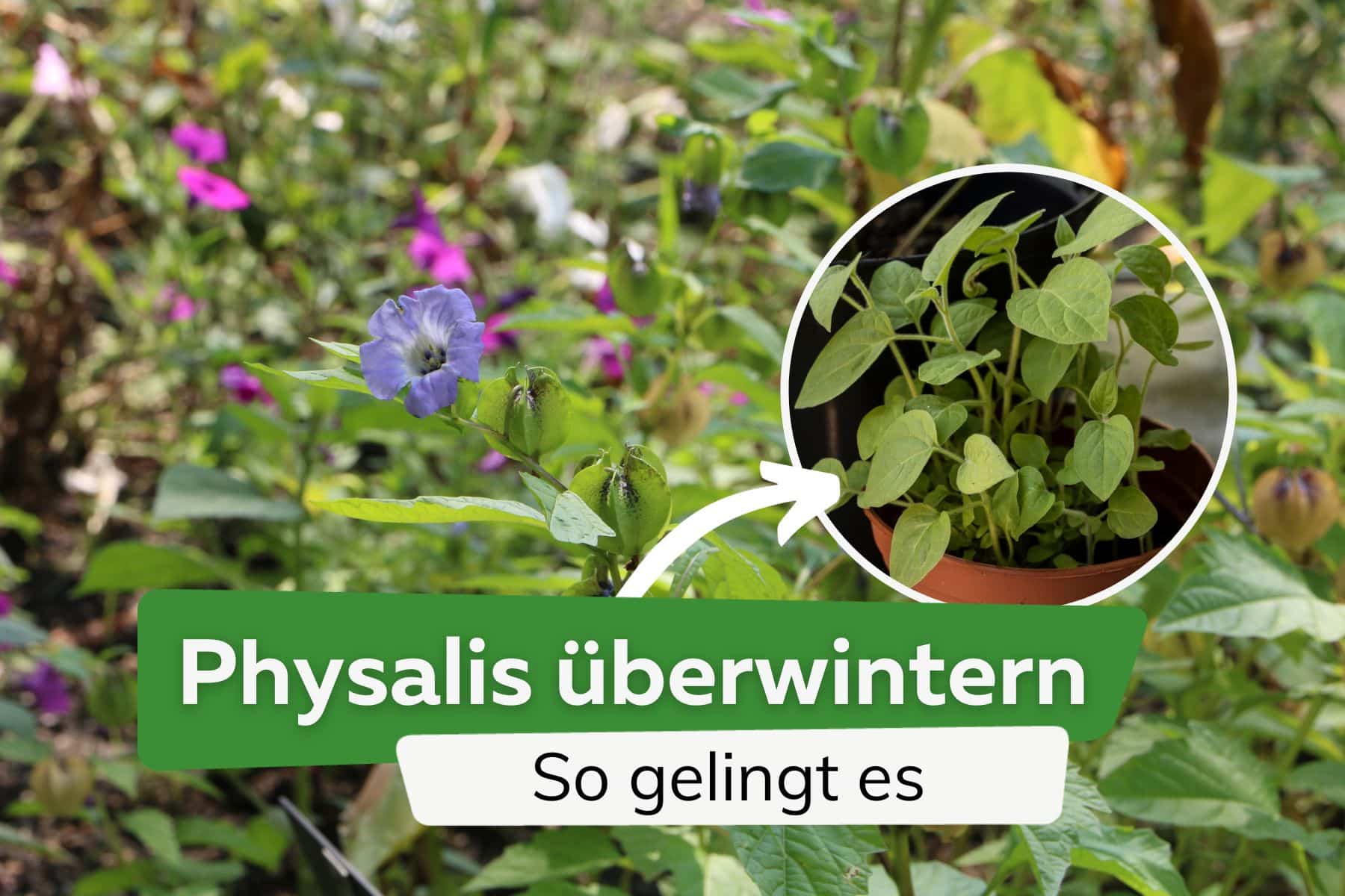 Physalis überwintern - mehrjähriger Anbau der Kapstachelbeere