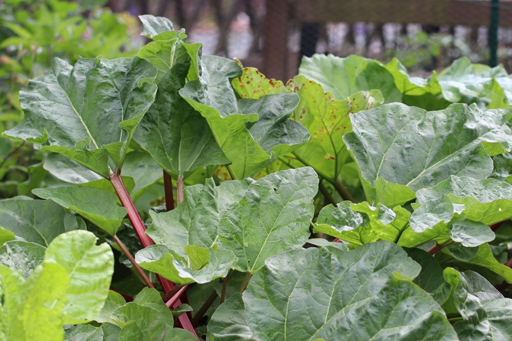 Rhabarber aus dem Gartenbeet