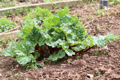 wachsende Rhabarberstaude im Beet