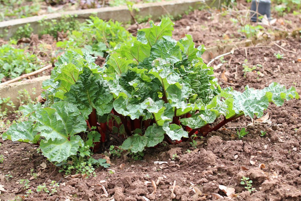 wachsende Rhabarberstaude im Beet