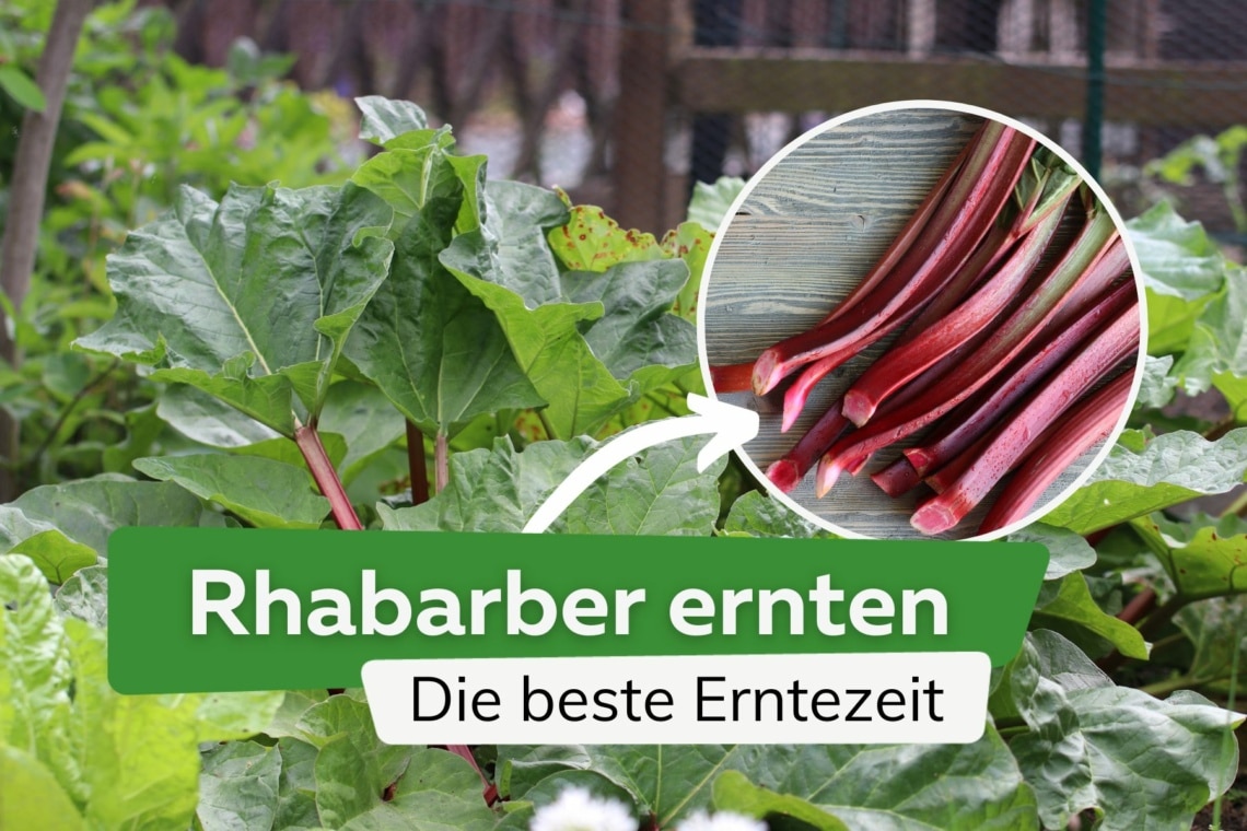 Rhabarber ernten - wann ist die beste Erntezeit?