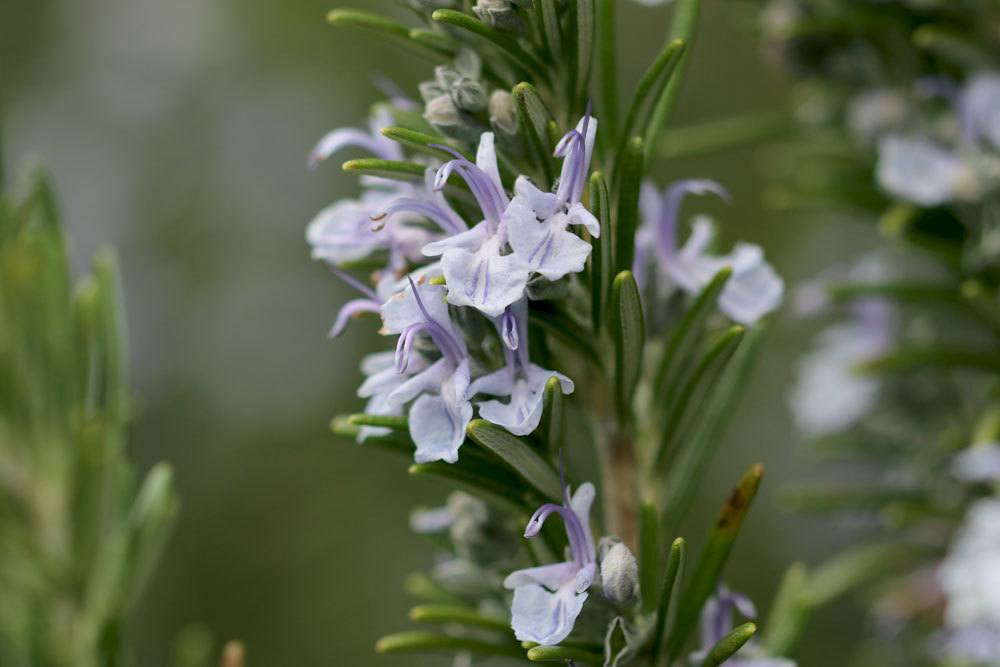 Rosmarin, Rosmarinus officinalis