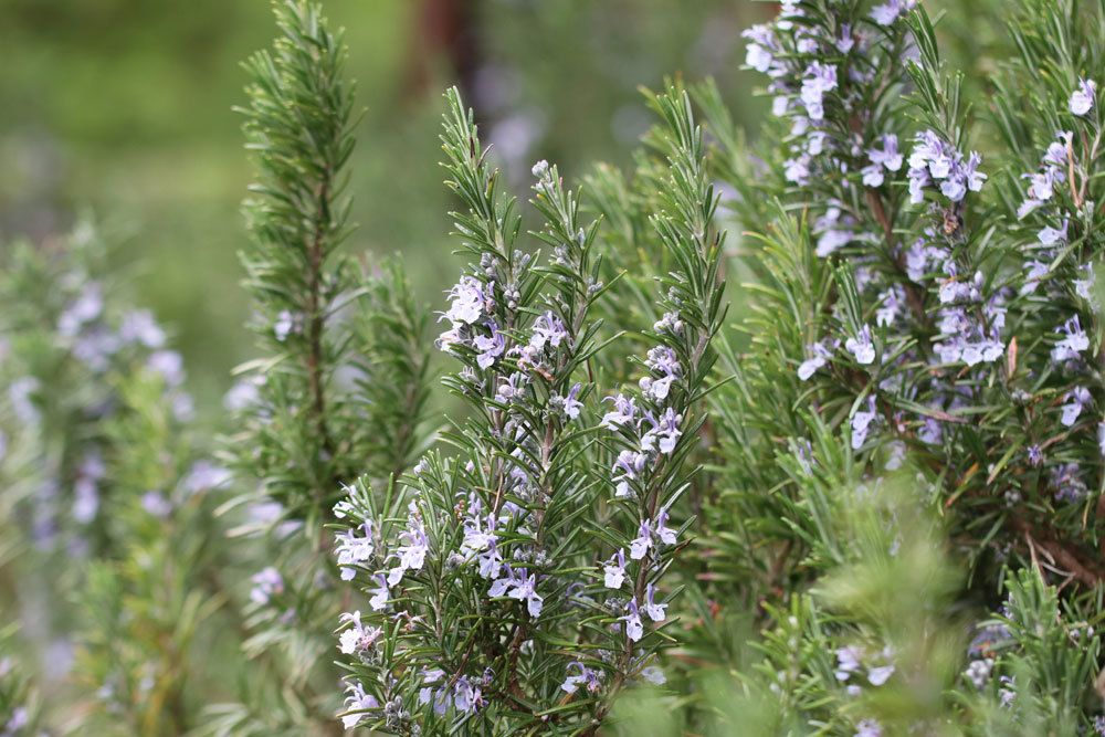 Rosmarin, Rosmarinus officinalis