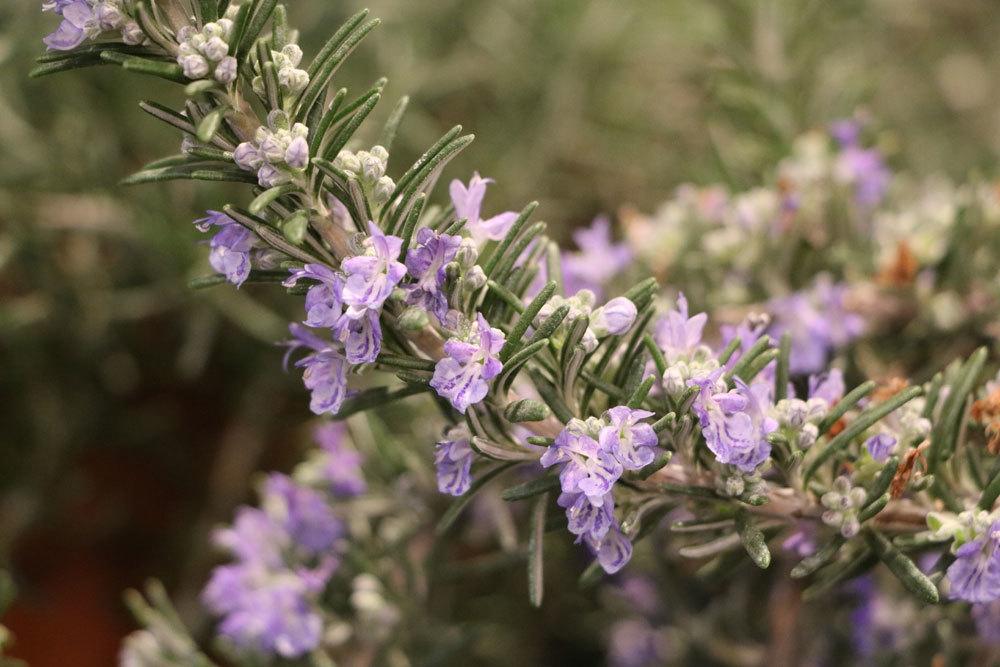 Rosmarin, Rosmarinus officinalis