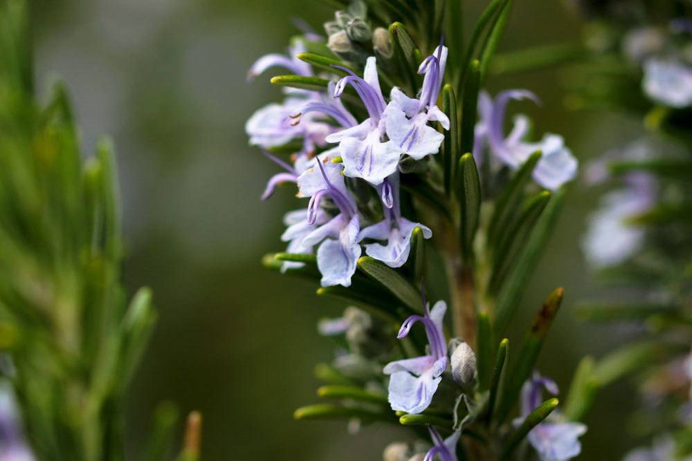 Rosmarinblüte