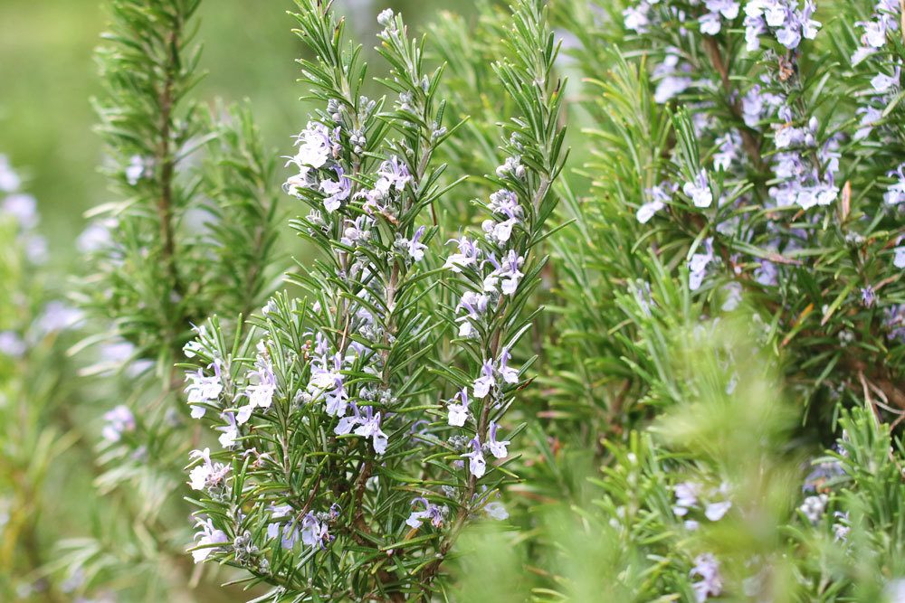 Rosmarin mit seinen kleinen Blüten