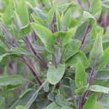 Salbei (Salvia officinalis)