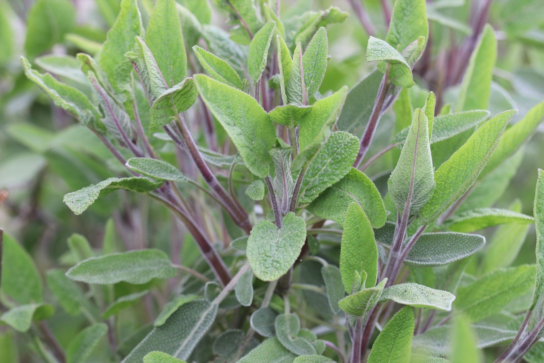 Salbei (Salvia officinalis)