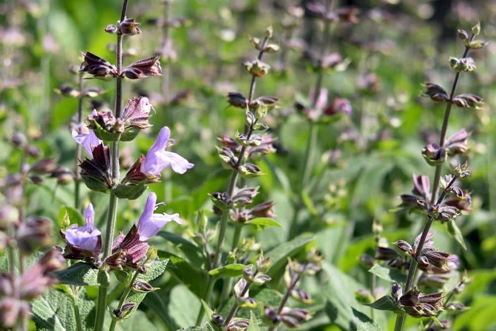 Garten-Salbei, Salvia officinalis