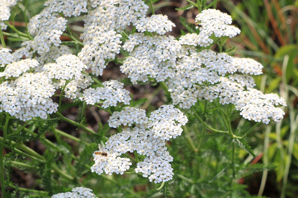 Schafgarbe ist eine aromatische Gewürzpflanze