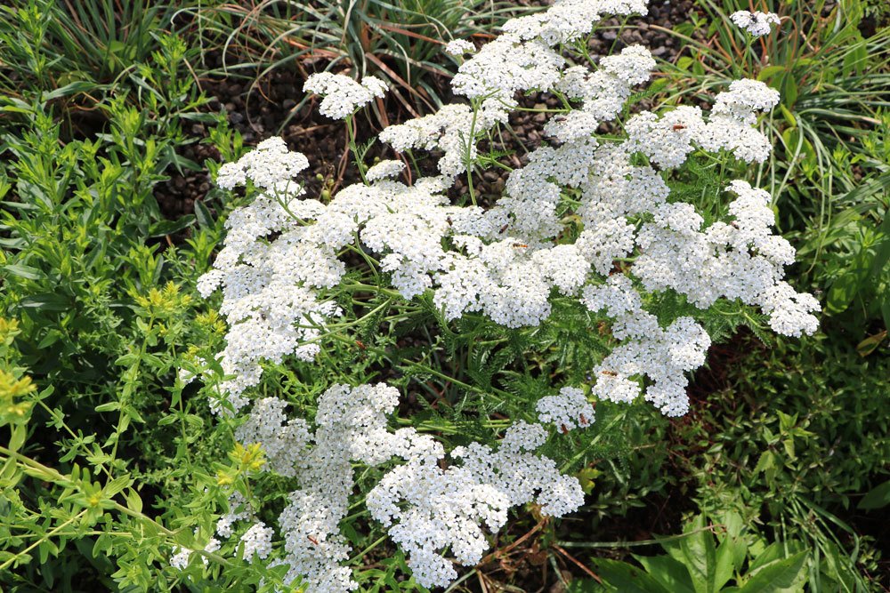 Schafgarbe im Gartenbeet