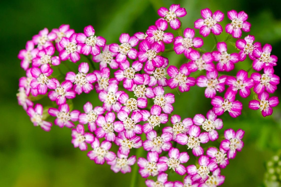 Schafgarbe (Achillea millefolium 'Cerise Queen')