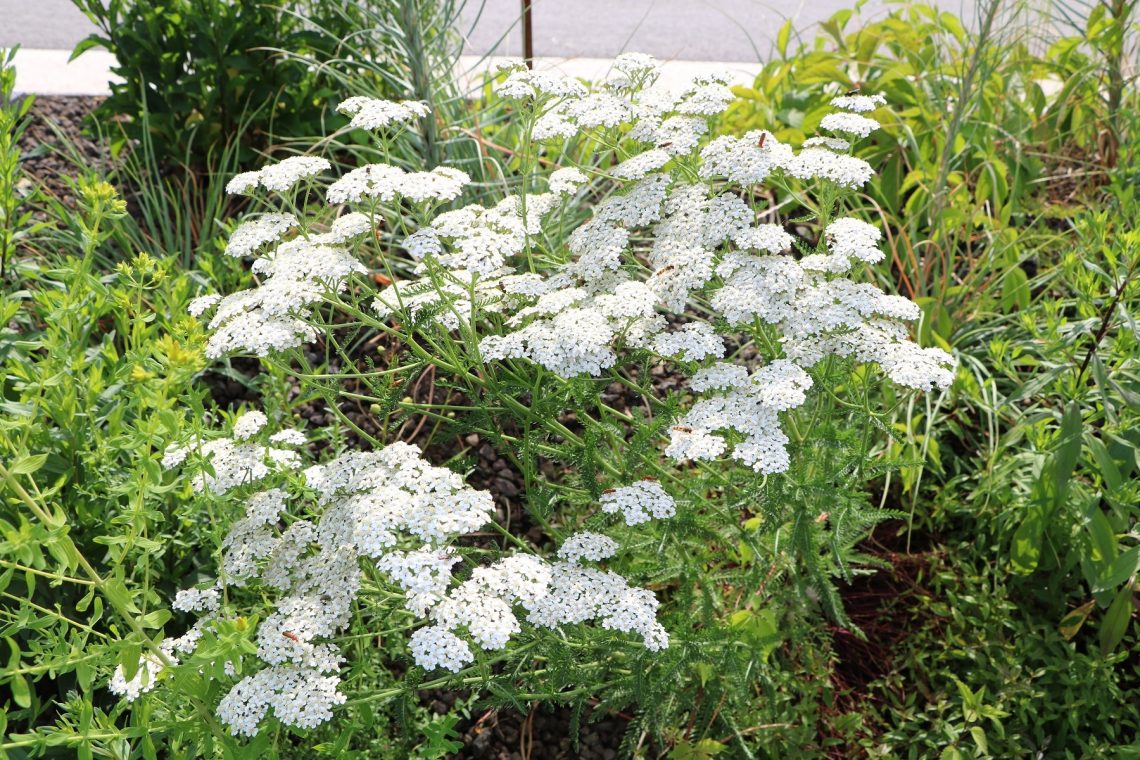 Schafgarbe (Achillea millefolium)