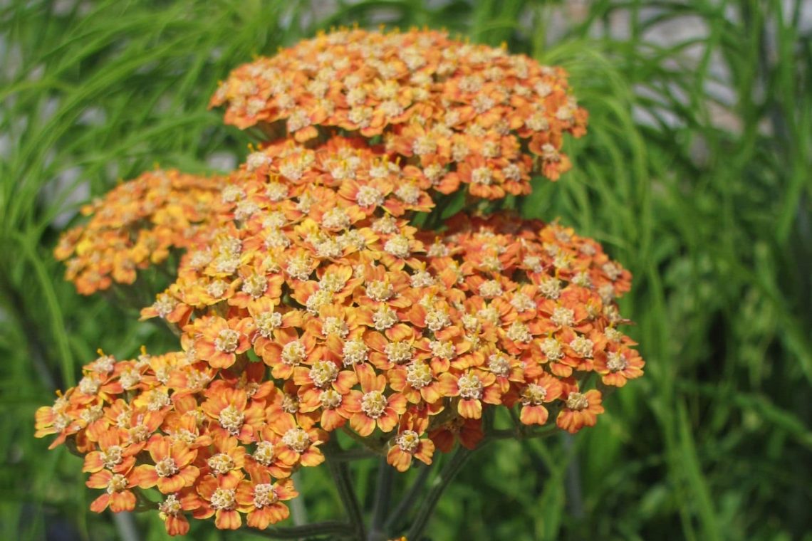 Schafgarbe (Achillea millefolium 'Terracotta')