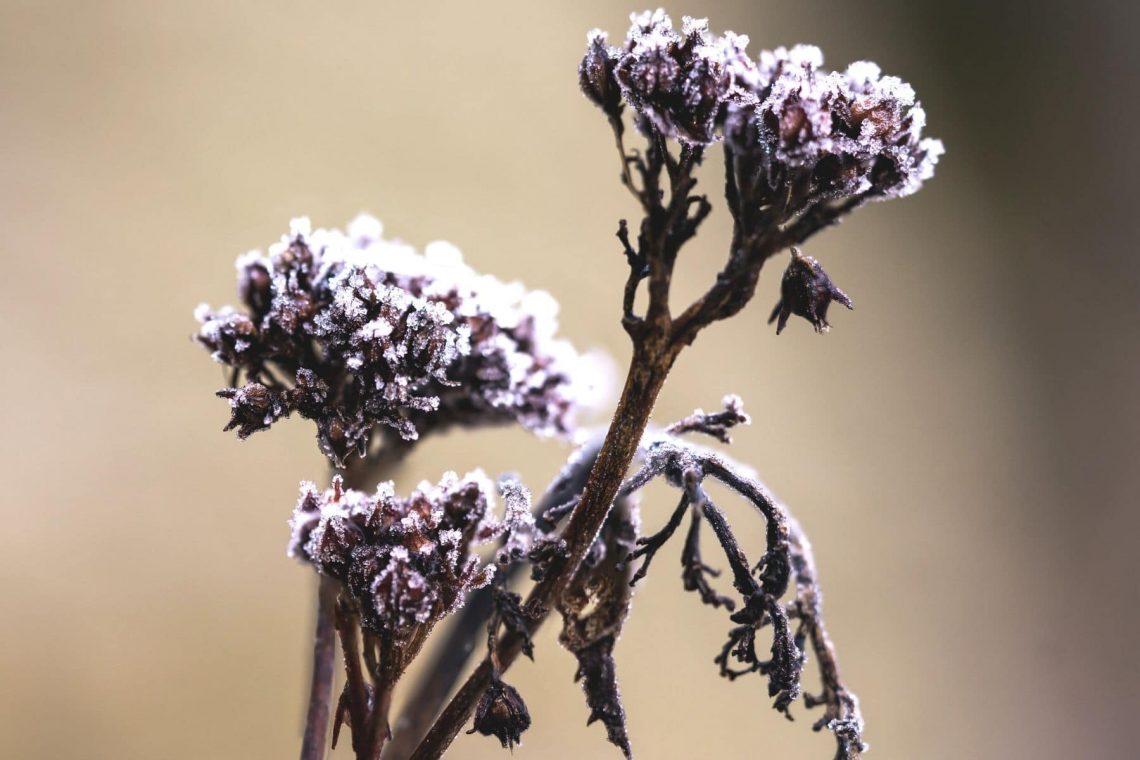 Welke Blüten im Winter