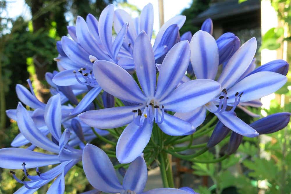 Schmucklilie mit ihren edlen Blüten