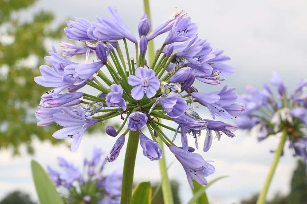 Agapanthus braucht im Winter eine spezielle Pflege