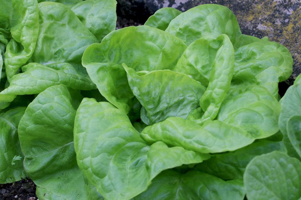 Lactuca sativa, Kopfsalat