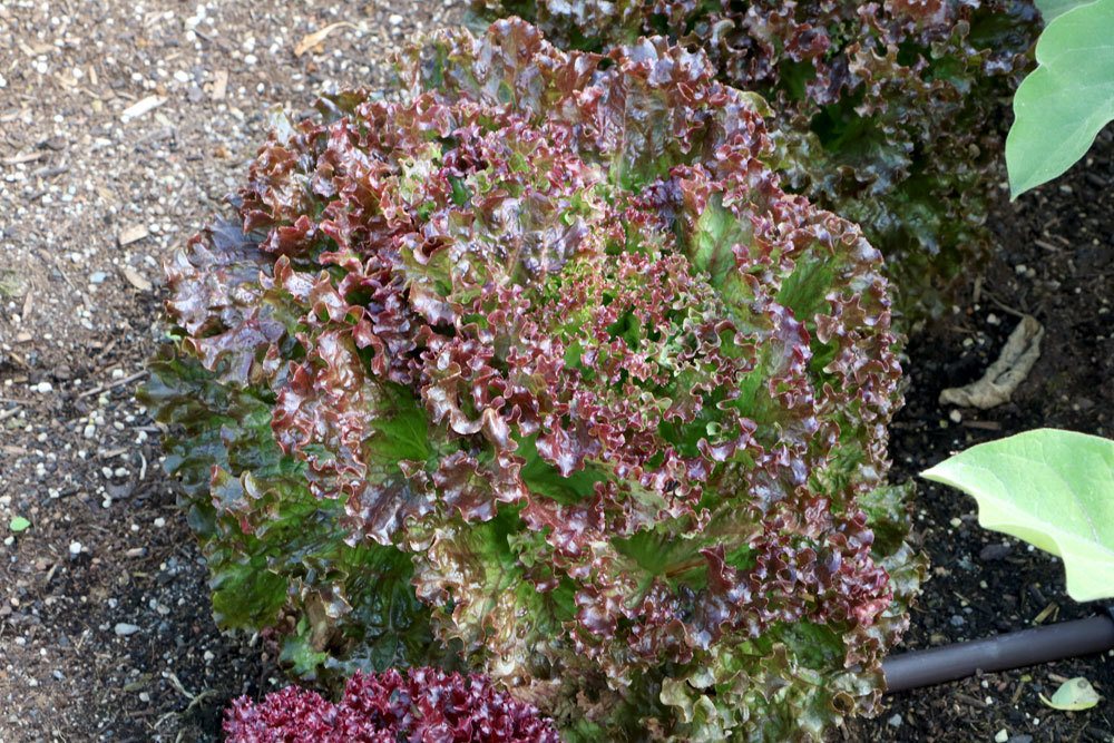 Lactuca sativa var. crispa, Lollo rossa, Lollo Rosso, Schnittsalat, Pflücksalat