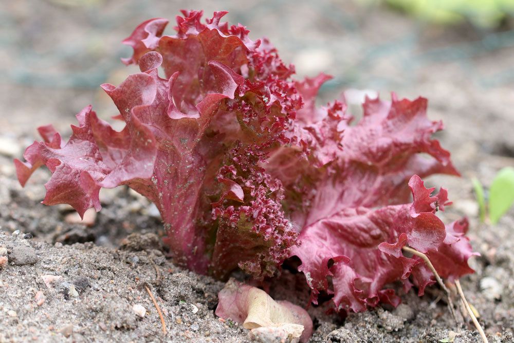 Lactuca sativa var. crispa, Lollo rossa, Lollo Rosso, Schnittsalat, Pflücksalat