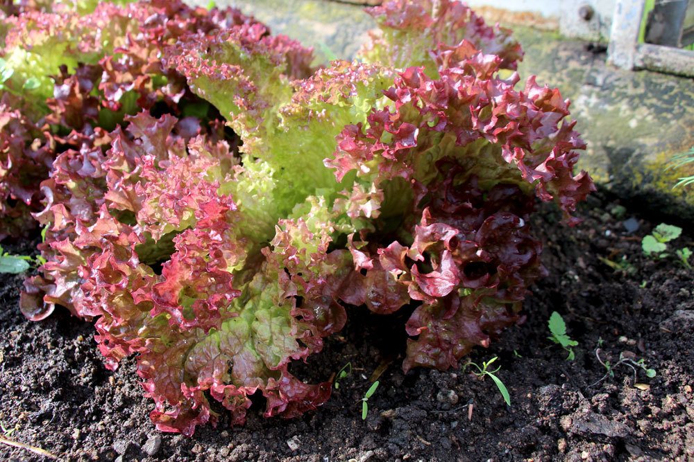 Lollo rossa, Lollo rosso, Schnittsalat