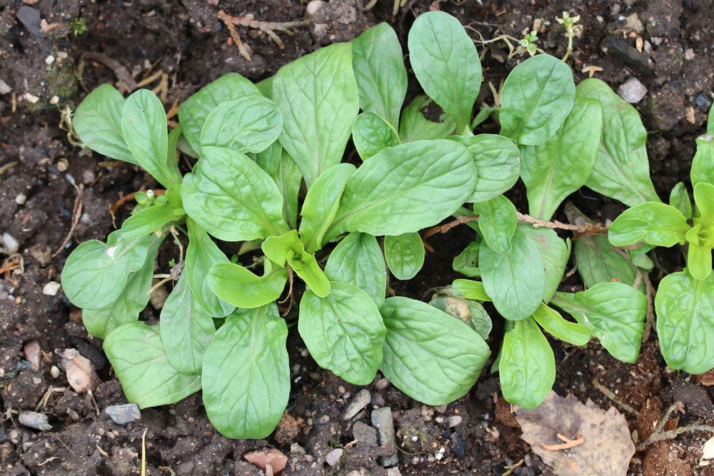 Valerianella locusta, Feldsalat