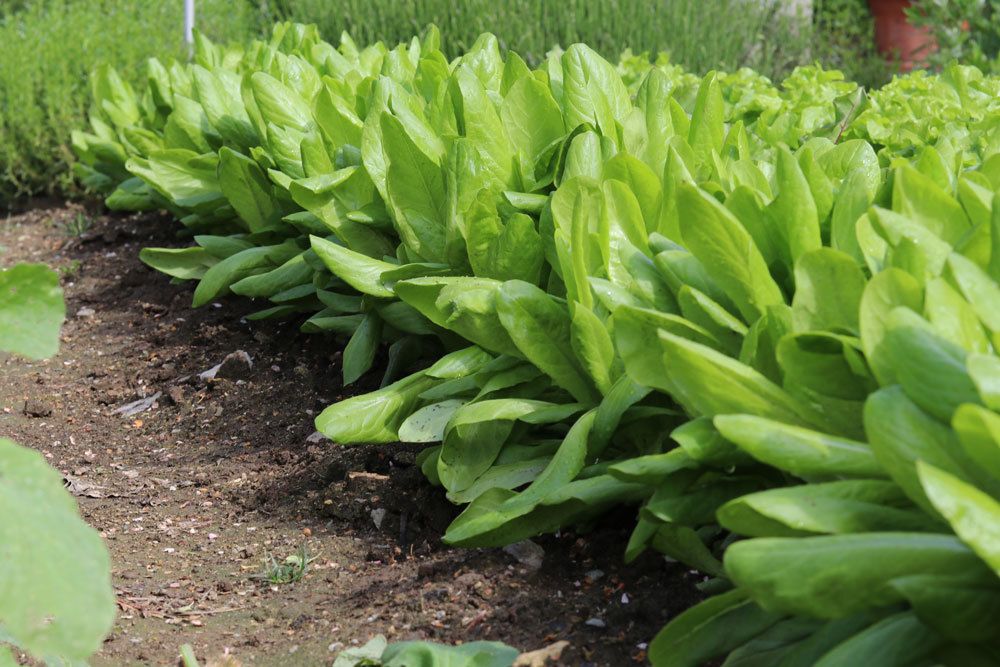 Lactuca sativa var. crispa, weißer Salat, Schnittsalat, Pflücksalat