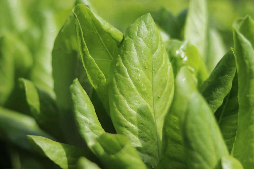 Lactuca sativa var. crispa, weißer Salat, Schnittsalat, Pflücksalat