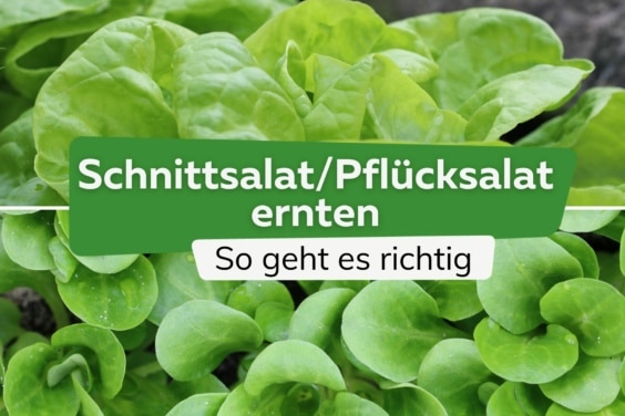 Schnittsalat/Pflücksalat ernten - so geht es richtig